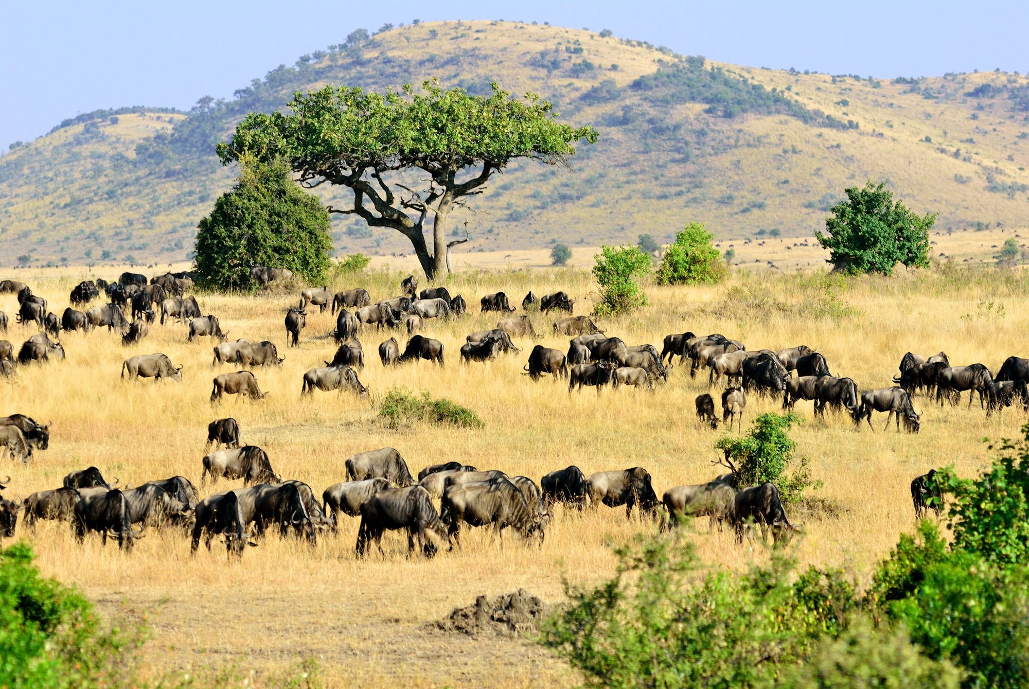 A wildebeest herd on rolling hills below an acacia